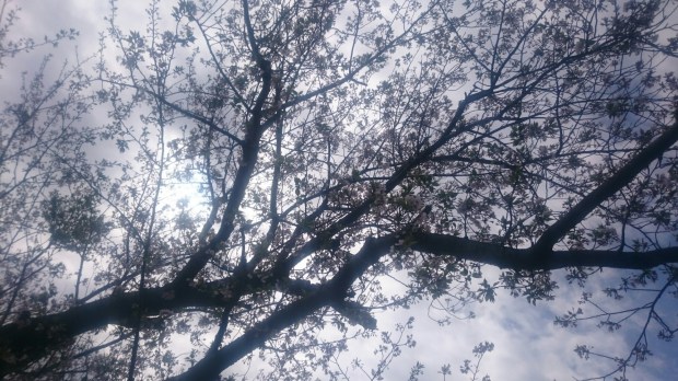 wp-1459864783757 image